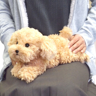 Sunlemon beige toy poodle lap dog plush resting on a lap
