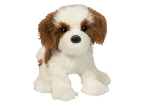 Douglas Farren Shih Tzu