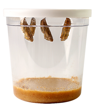 Butterfly Garden Growing Kit with Voucher
